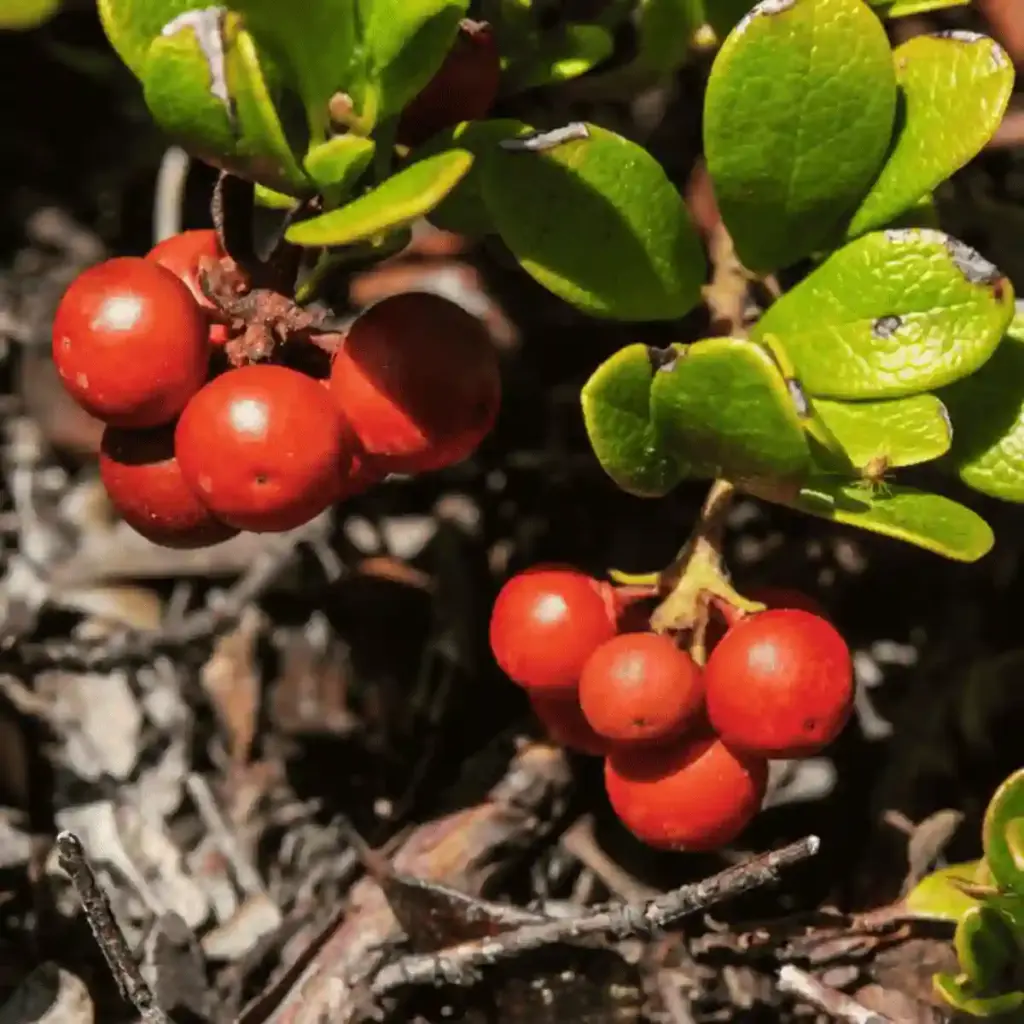 bearberry leaf extract
